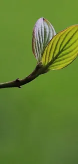 Minimalist green leaf wallpaper with serene background.