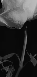 Monochrome close-up of a single rose on a dark background.