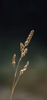 Minimalist nature wallpaper with grass on dark background.