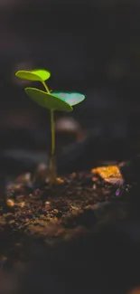 Green seedling growing from dark soil, minimalist nature wallpaper.