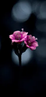 A single pink flower against a dark background, creating a minimalist aesthetic.