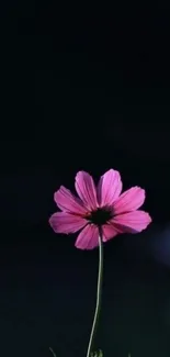 Pink flower against a dark background in minimalist style.