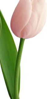 Minimalist pink tulip on white background wallpaper.