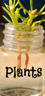 Tiny plant in a glass jar with 'Plants' text overlay.