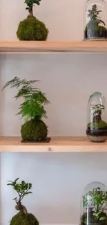 Minimalist shelf with bonsai and kokedama plants in a serene arrangement.