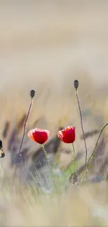 Minimalist wallpaper with red poppies in a beige field background.