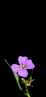 Minimalist wallpaper featuring a single purple flower on a black background.