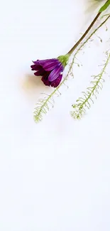 Minimalist wallpaper with a purple flower on a white background.