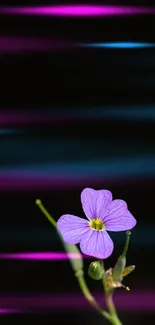 Minimalist wallpaper featuring a purple flower on a dark background.