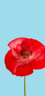 Vibrant red flower on a sky blue background.