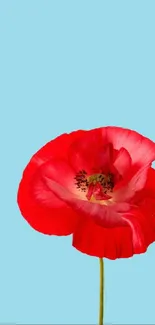 Red poppy with sky blue background, minimalist design.