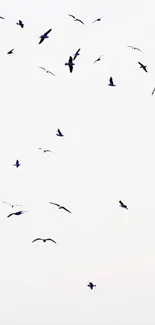 Birds gracefully flying across a clear sky, embodying freedom.