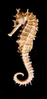 Seahorse on a black background mobile wallpaper.