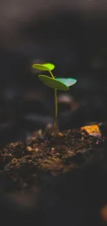 Minimalist phone wallpaper with a small green seedling on a dark background.