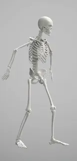 Minimalist skeleton in soft gray background for mobile wallpaper.