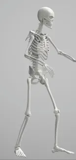 Minimalist skeleton wallpaper in soft gray tones for mobile.