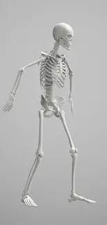 Minimalist skeleton in light gray tones, perfect for mobile wallpaper.