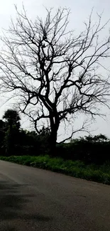 Leafless tree by a quiet roadside, minimalist style.