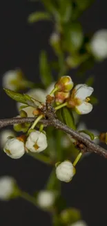 Minimalist wallpaper with white blossoms on a dark background.