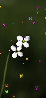 Minimalist wallpaper with a white flower on a dark green background.