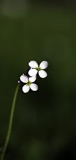 Minimalist wallpaper of a white flower on a dark green background.