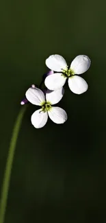 Delicate white flower on dark green background wallpaper.