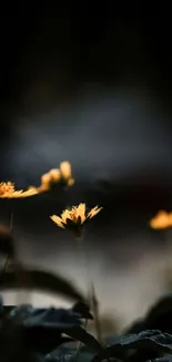 Yellow flowers against a dark backdrop, creating a minimalist aesthetic wallpaper.