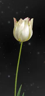 White tulip with green stem on black background wallpaper.