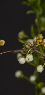 Close-up of white blossoms with green leaves on a dark background.