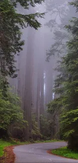 Misty forest path with towering green trees.