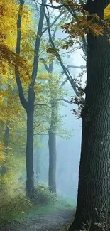 Misty forest path with yellow autumn leaves and tall trees.