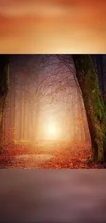 Misty autumn forest path lit by warm sunlight, ideal for a serene phone background.