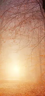 Misty autumn forest path with soft, warm light and fallen leaves.