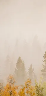 Misty forest with golden autumn trees