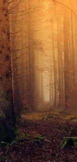 Misty autumn forest path with amber glow and towering trees.