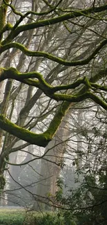 Misty forest with moss-covered tree branches.