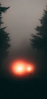 Car headlights illuminating a misty forest road.