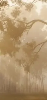 Misty forest scene with trees enveloped in soft morning fog.