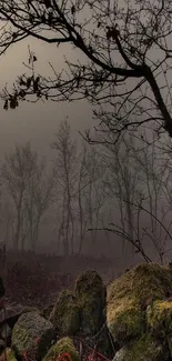 Misty forest with moss-covered stones and bare trees.