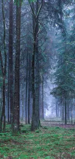 Misty forest with tall trees and lush greenery.