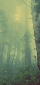 Misty forest scene with tall trees and a serene green atmosphere.