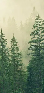 Misty forest wallpaper with tall green trees and fog.