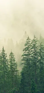 Misty forest with green trees and fog enveloping the scene.