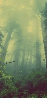 Misty forest with towering trees and lush greenery under a soft green mist.