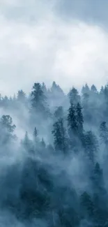 A serene misty forest with tall trees and gentle fog, perfect for calming ambiance.