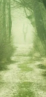 Misty forest path with lush greenery and a tranquil atmosphere.