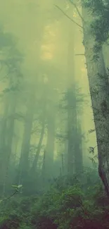 Misty forest scenery with towering trees and lush greenery.