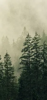 Misty forest landscape with tall trees and ambient fog.