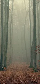 Misty forest path with towering trees and gentle fog.