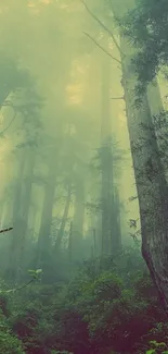 Misty forest with tall trees and lush greenery, creating a serene atmosphere.